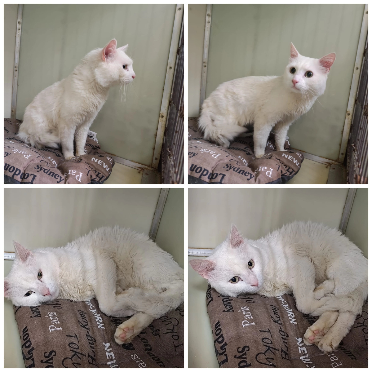 Маршик найден в подъезде. У Маршика чудесный розовый нос и зеленые глаза.