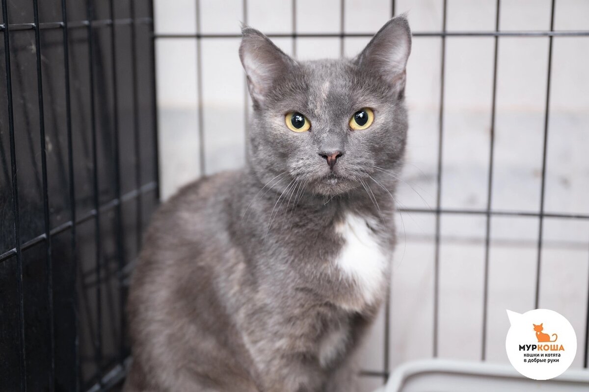 Харти жила в квартире, в которой проживало порядка 20 кошек. Осталась без хозяйки.