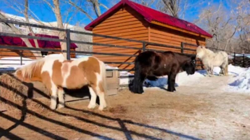     Пони Барнаульский зоопарк