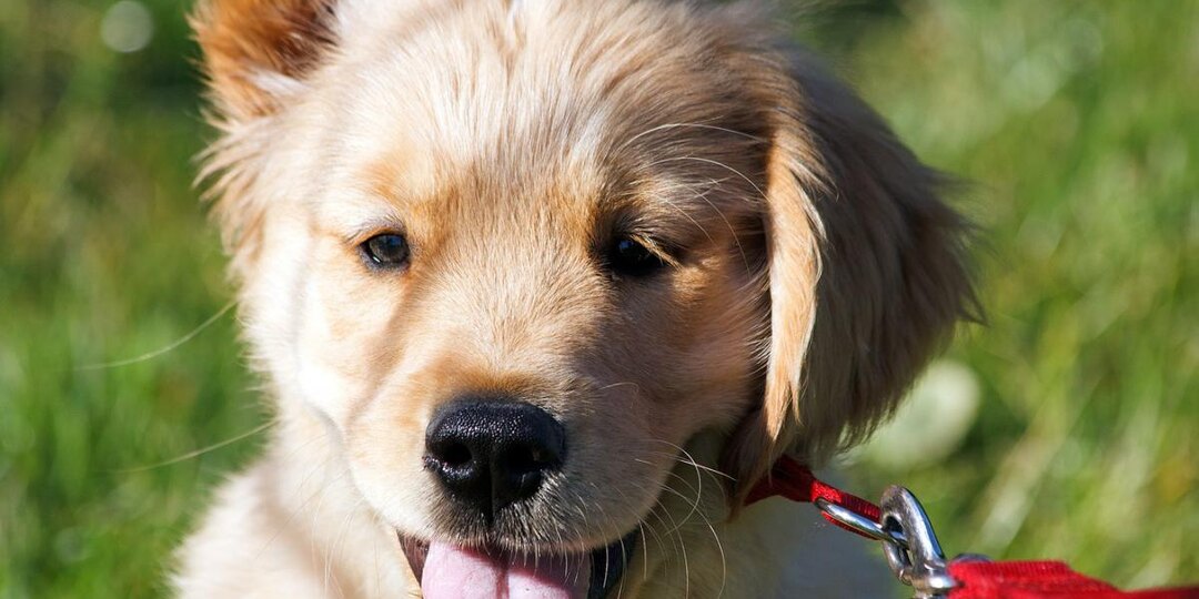 Не тянет, не убегает, не упрямится: всего 7 дней — и прогулки станут идеальными