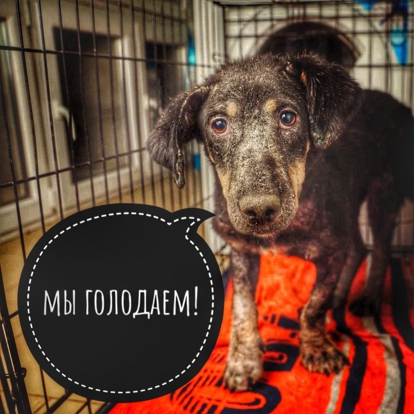 В частом ХОСПИСЕ просто КАТАСТРОФА! День 100!