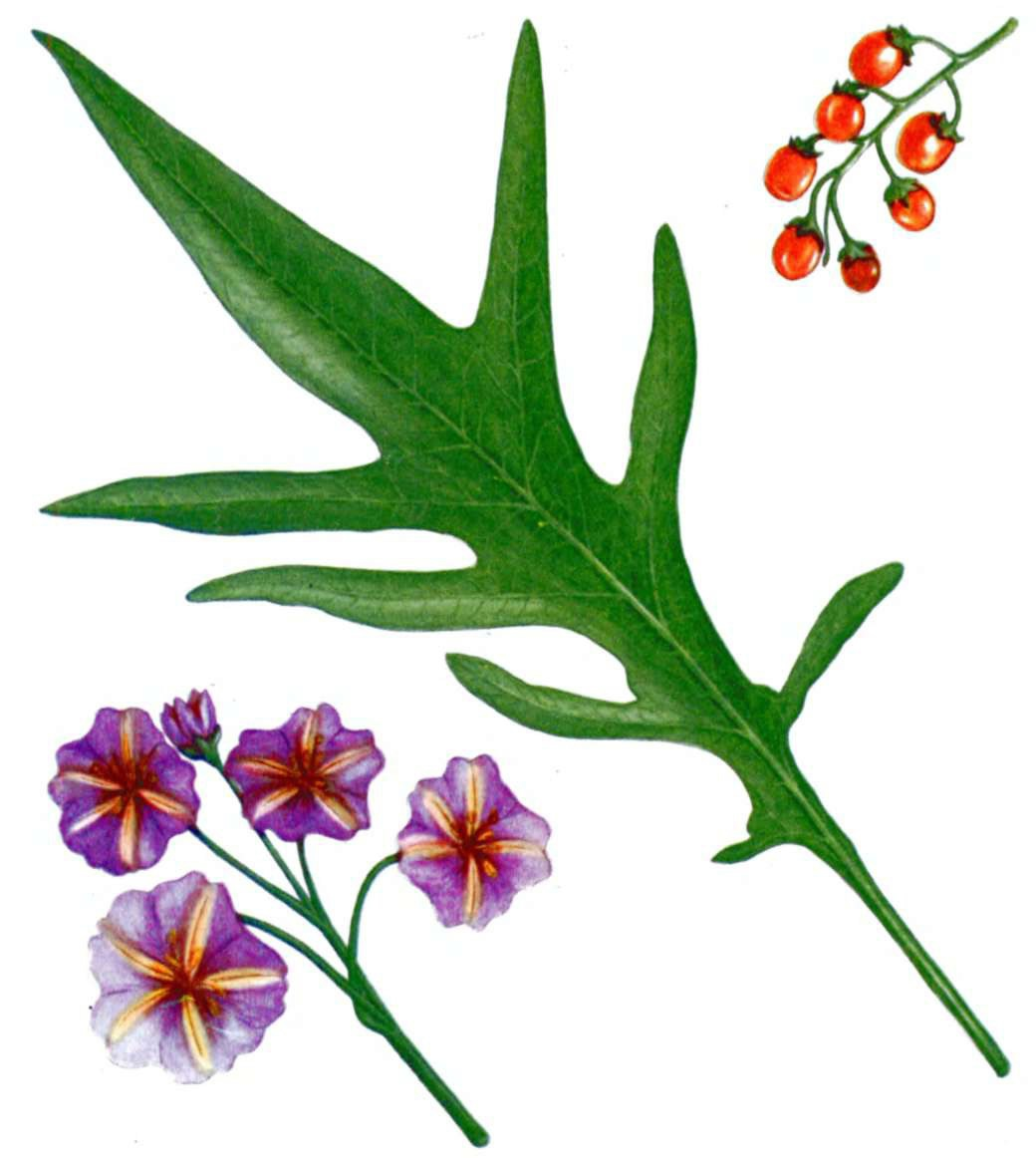 Живописный портрет Паслёна дольчатого