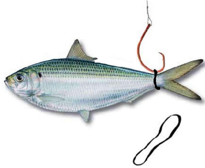 Советы по ловле рыбы на живца: техника и снасти