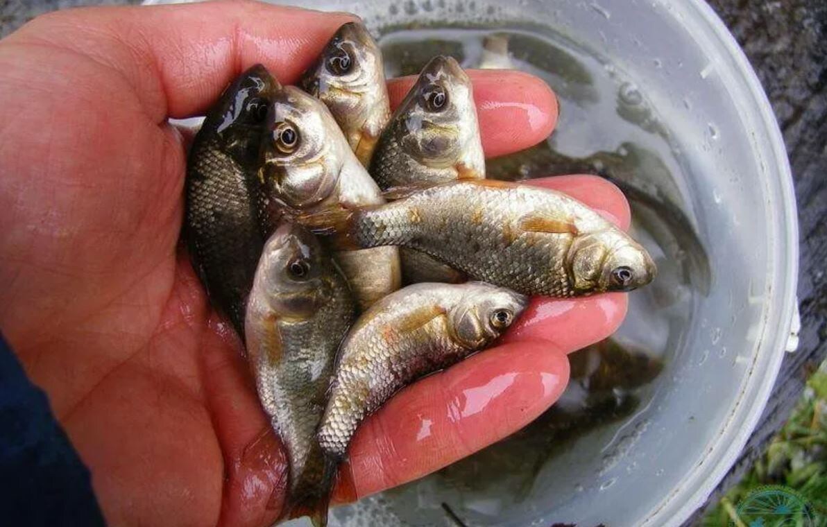 Советы по ловле рыбы на живца: техника и снасти