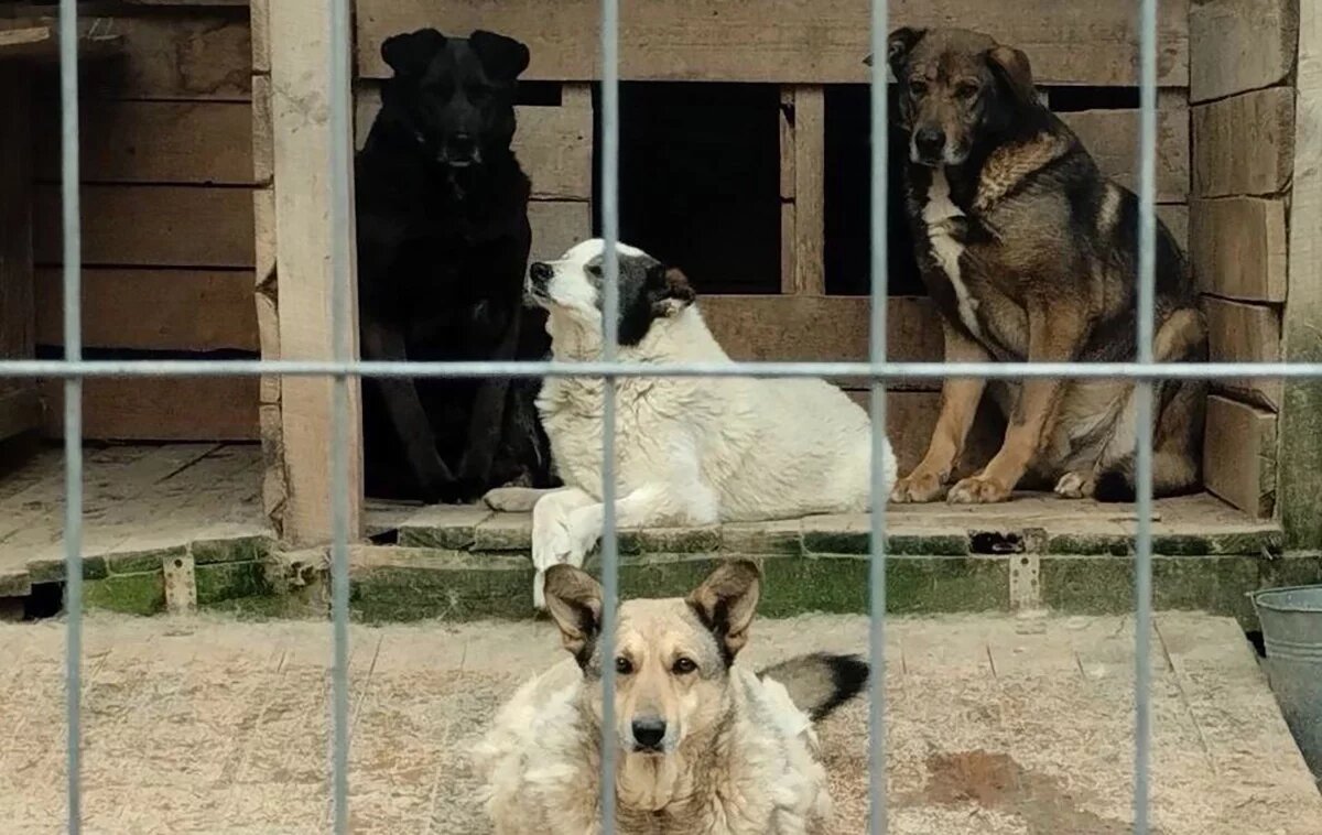    Как в Смоленске будут