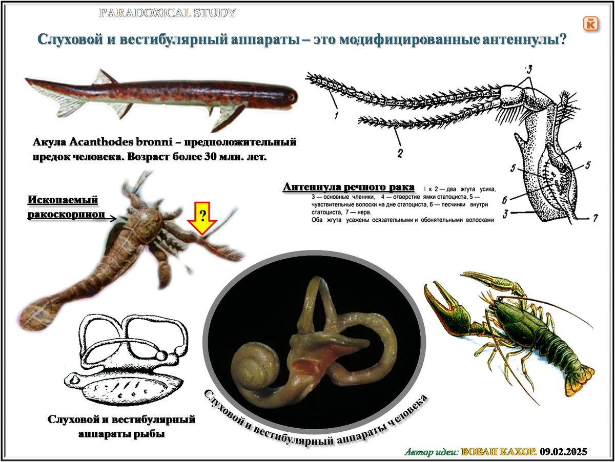 Тема: Продуктивная мутация.