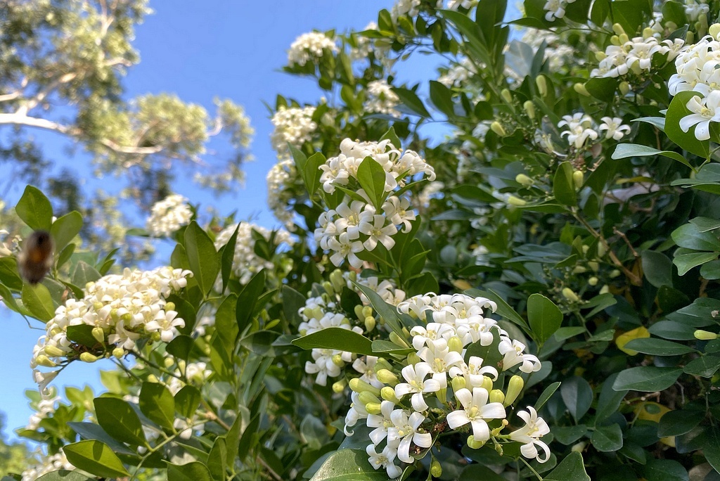 Муррайя, апельсиновый жасмин; здесь и далее - фото из домашнего архива