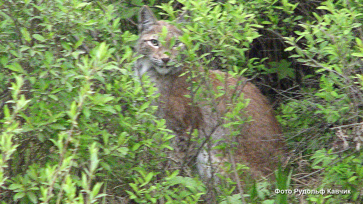 Та самая Киса - рысь. Фото Рудольф Кавчик