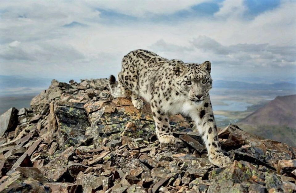    Учет снежного барса в Республике Алтай. Источник: Телеграм-канал Сайлюгемского нацпарка