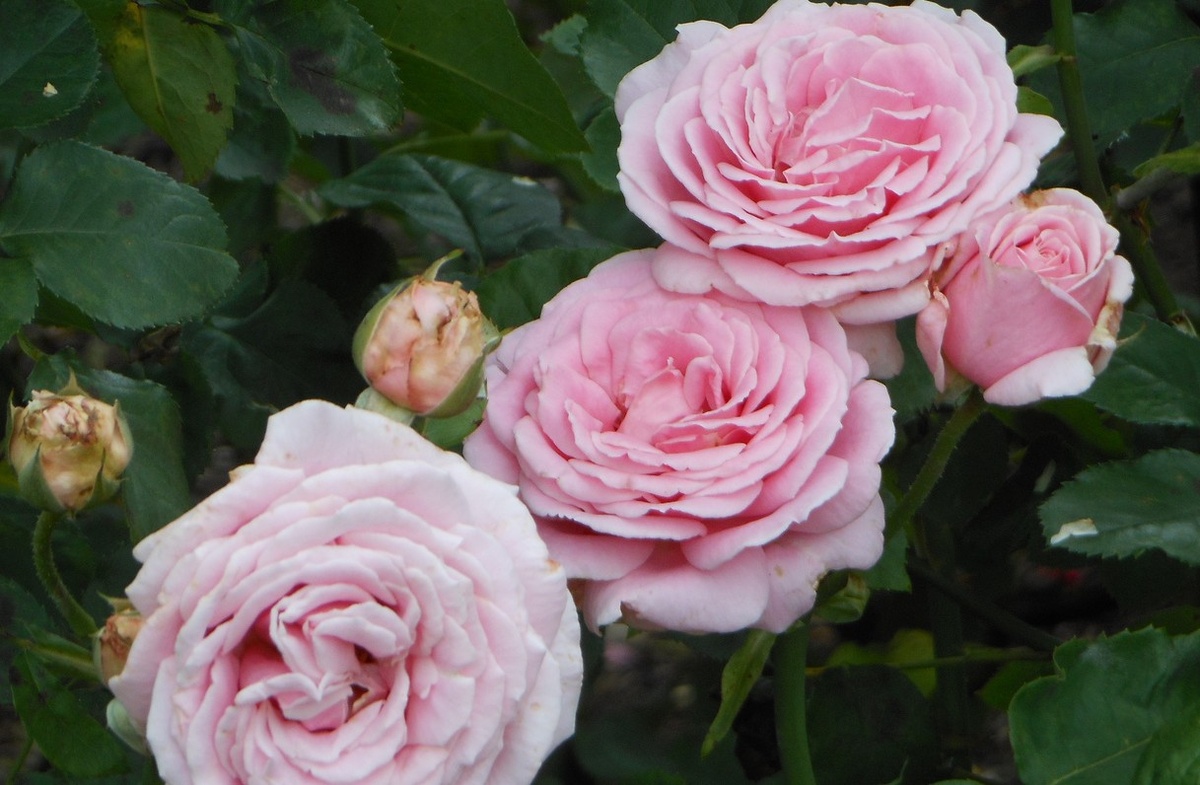 Фредерик Мистраль