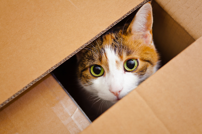 Больше интересного в нашем Telegram-канале! https://t.me/grand_prix_pet_food