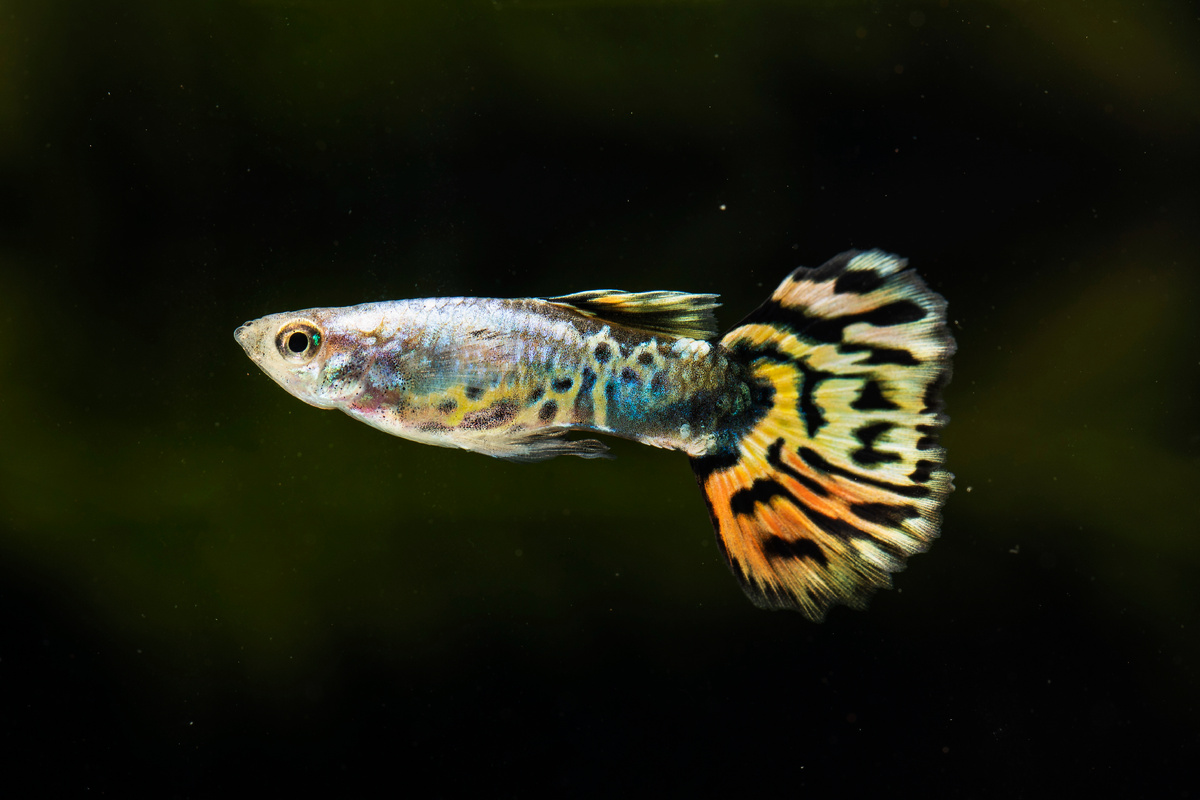 https://ru.freepik.com/free-photo/half-moon-betta-fish-swimming-sideways_6084379.html