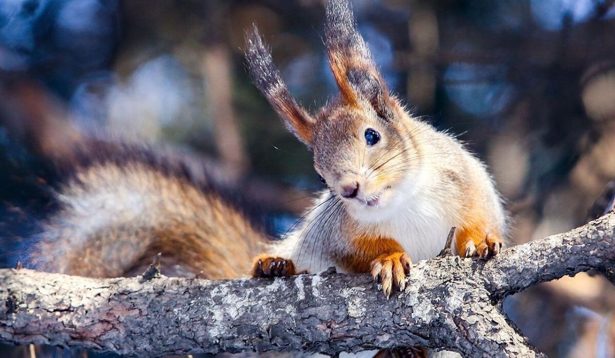     Белка. Источник: mos.ru Автор фото: Пресс-служба Мэра и Правительства Москвы