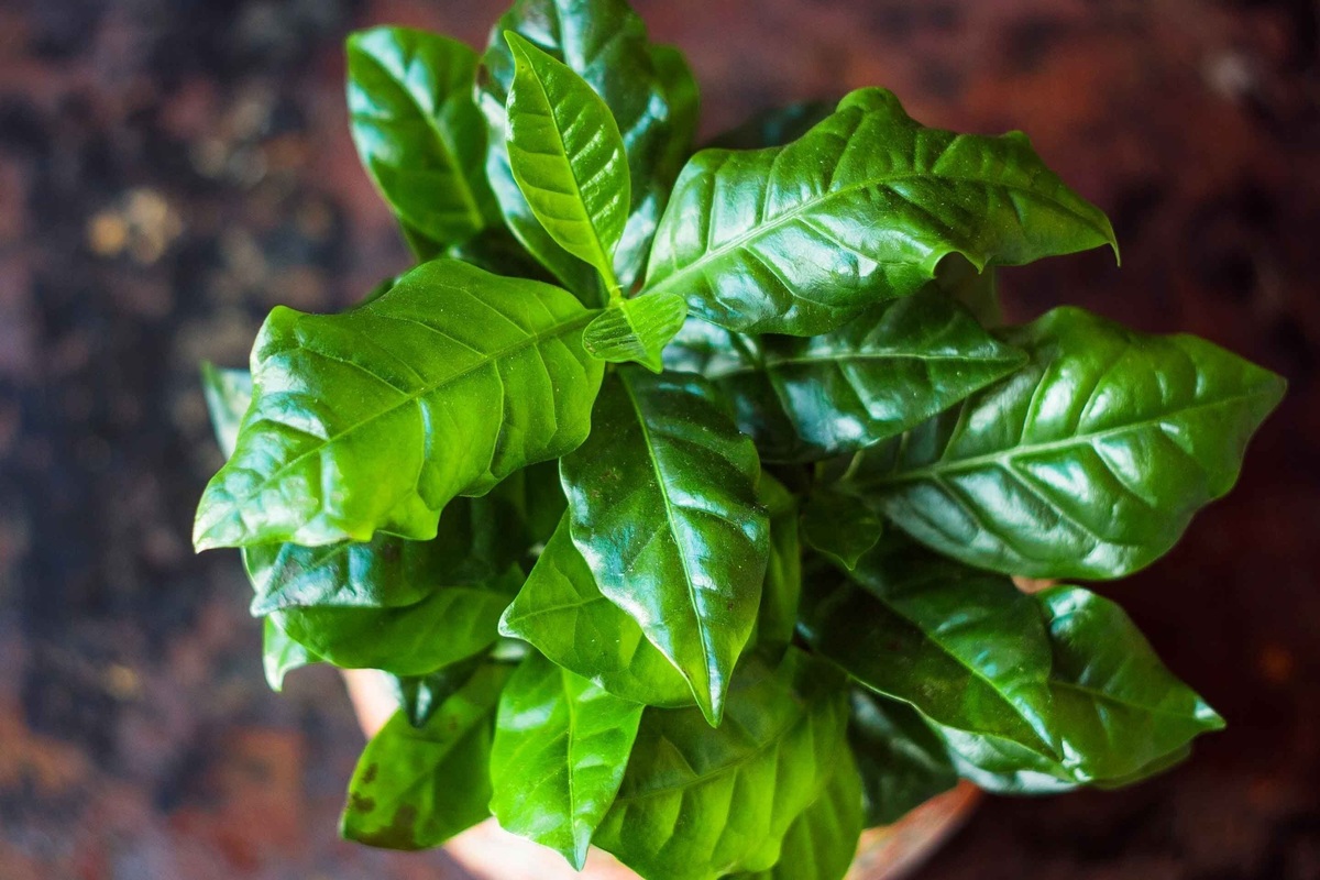     Как вырастить кофе дома и не поверить своим глазам