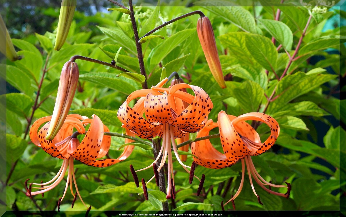 https://vk.com/photo-159774511_457269878. Тигровая лилия