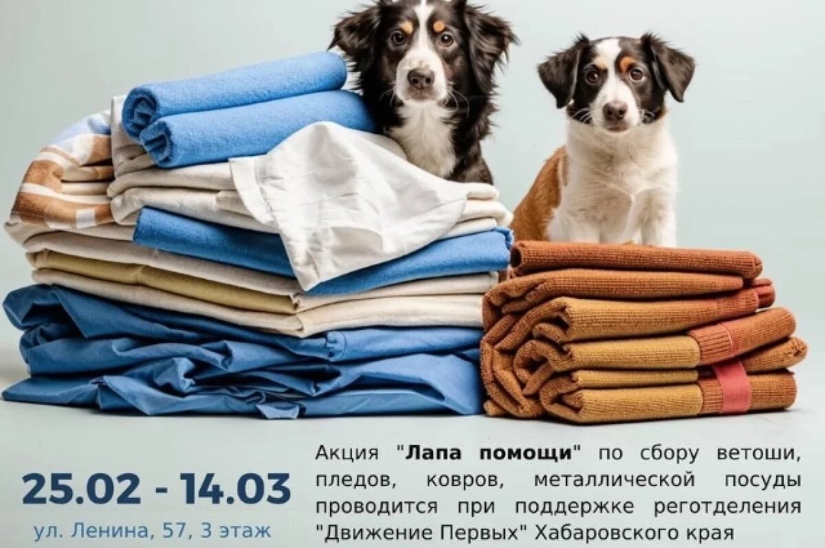    «Лапа помощи» протянулась в Хабаровске, чтобы в приюте стало теплее