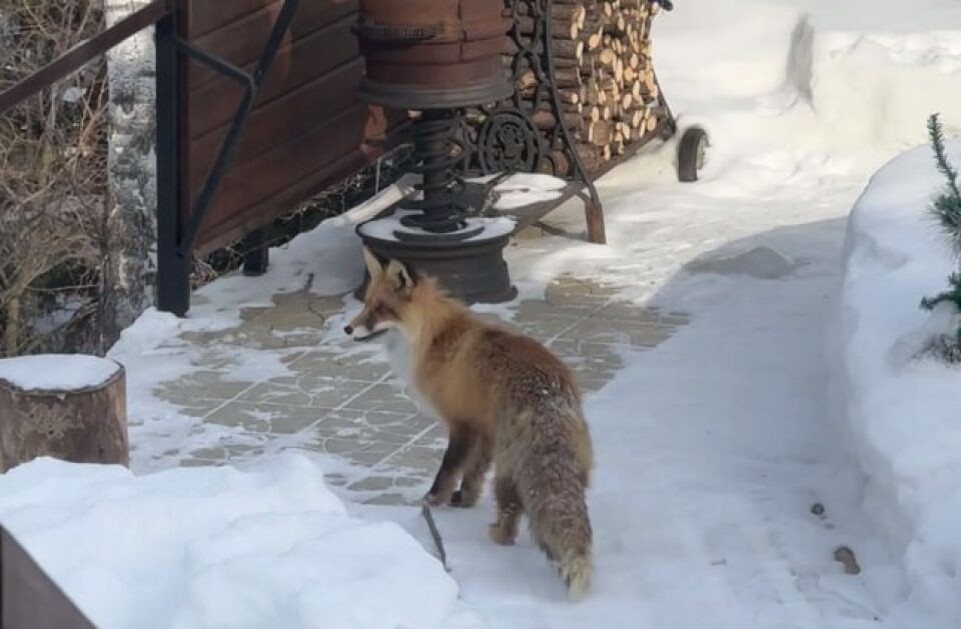    Лиса в Барнауле. Источник: Barnaul 22