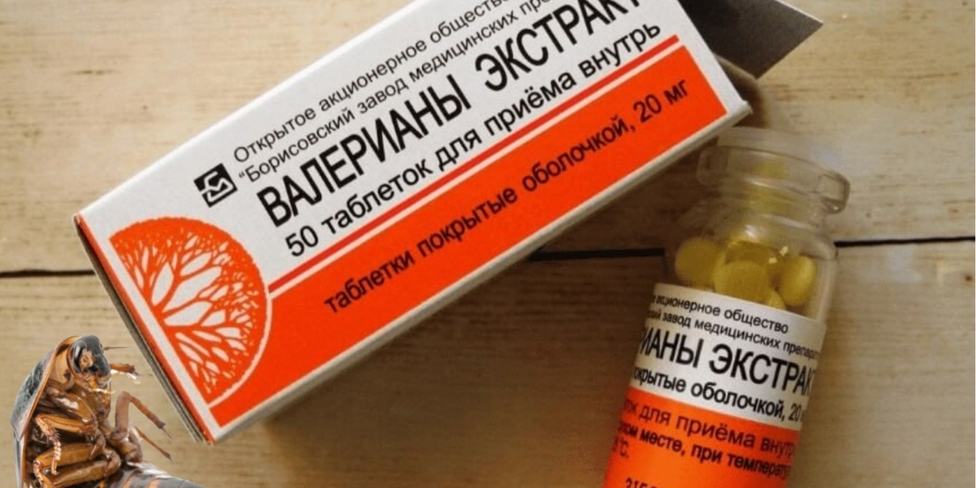 Тараканы бегут в панике! Как обычная валериана поможет избавиться от насекомых