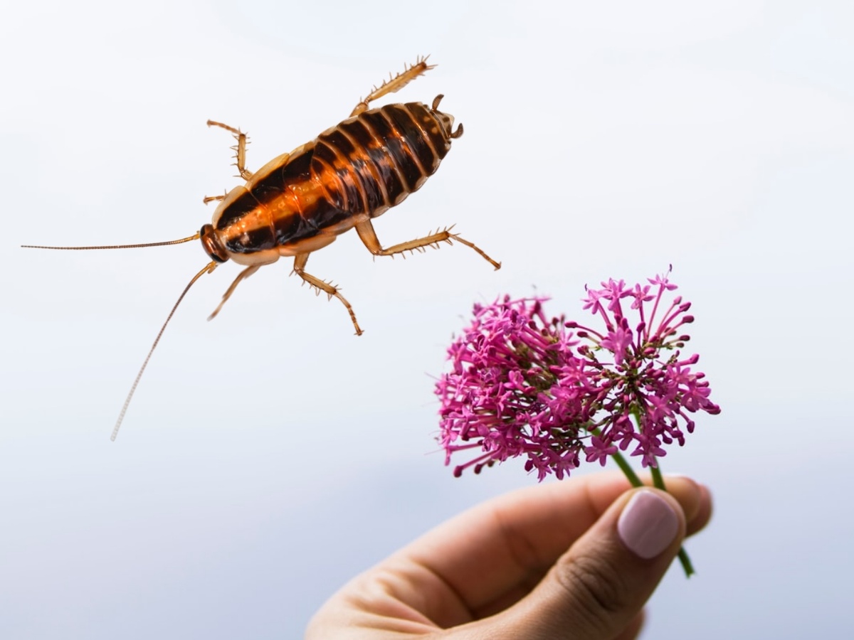 Эффективная борьба с тараканами