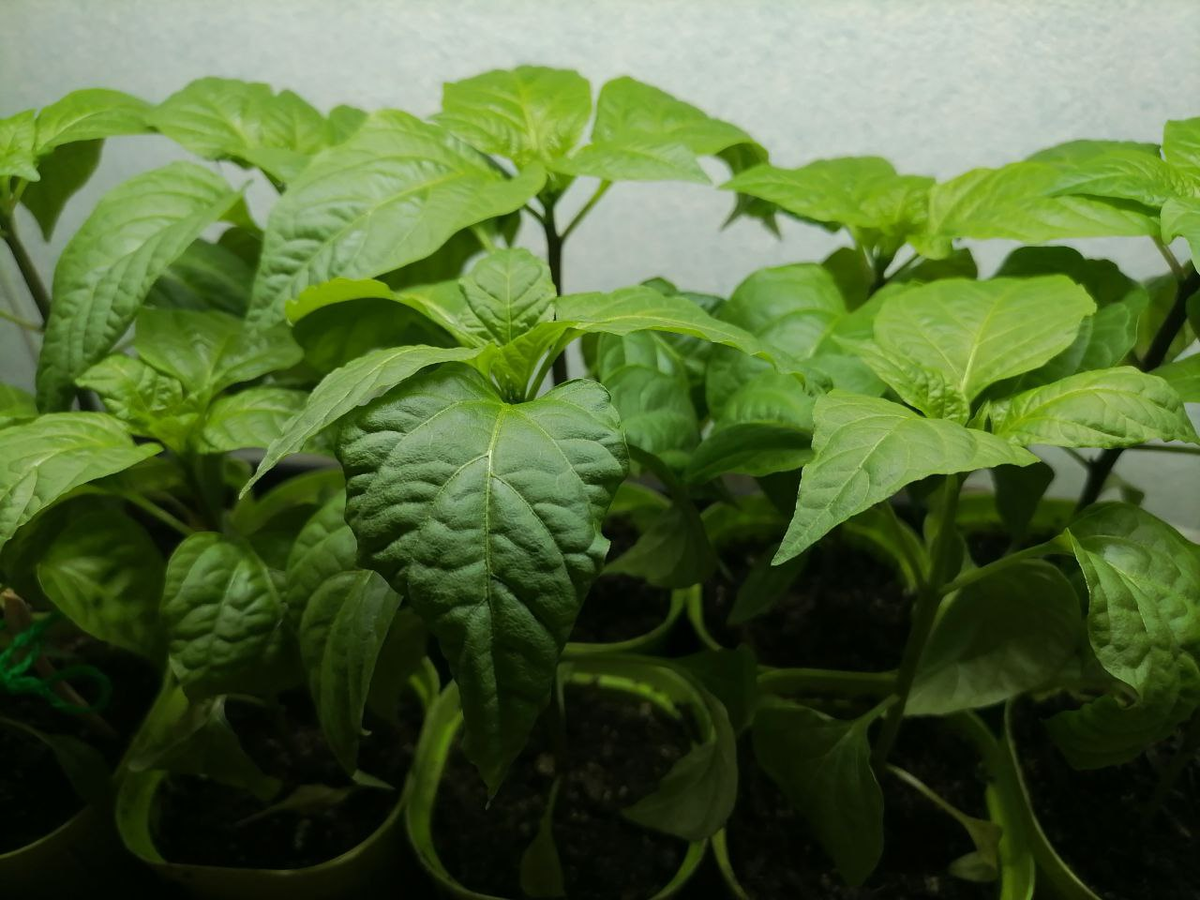 Перец Халапеньо, сеяла в конце января, держала под лампой, в тепле +30, выросли толстенькие, фото автора