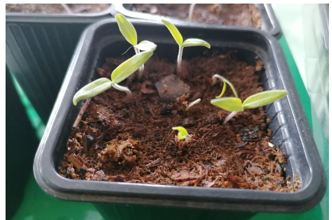 Всходы сразу направляют свои листья к солнцу, фото автора