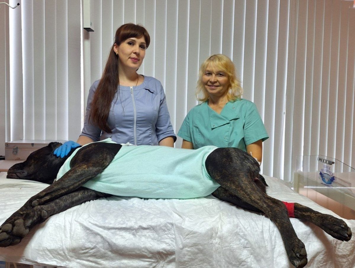    Активный щенок Сабо во время игры незаметно проглотил резиновую игрушку