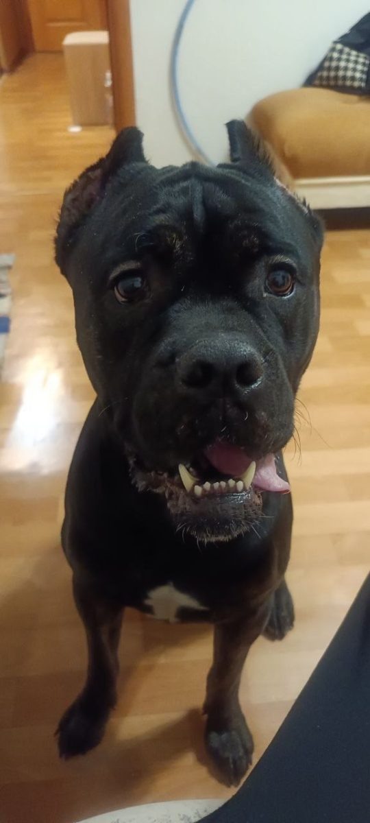    Ветеринарная помощь Рекс-НН ВКонтакте