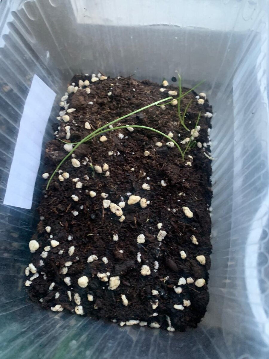 Лук Ялтинский