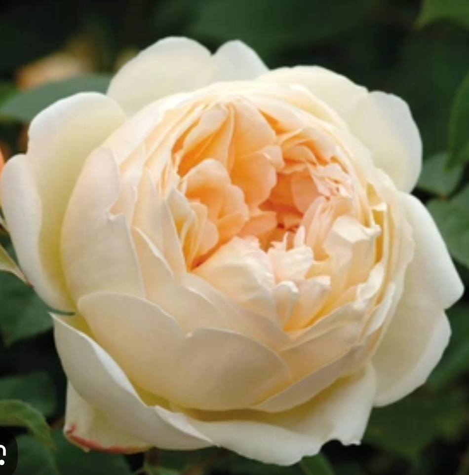  Джуд Зе Обскур. Роза с потрясающим ароматом.