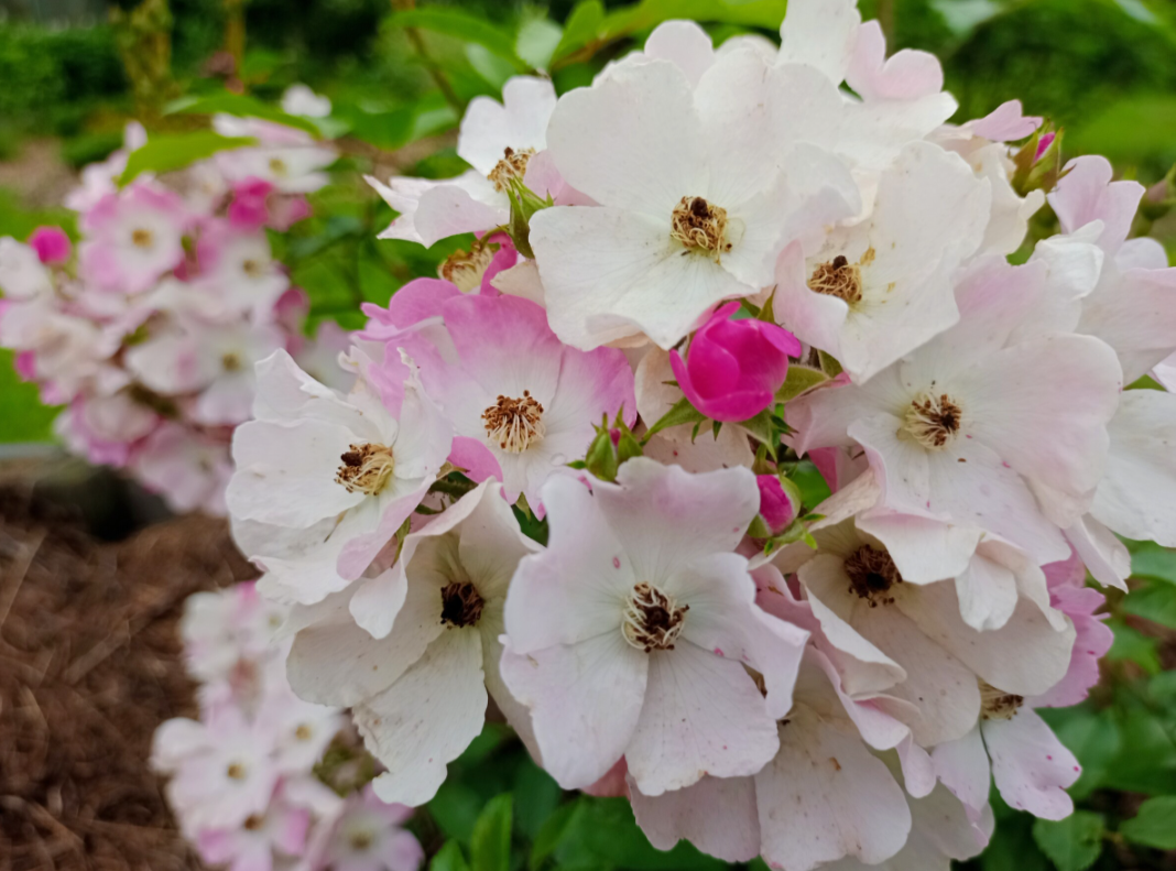 Роза Балерина.