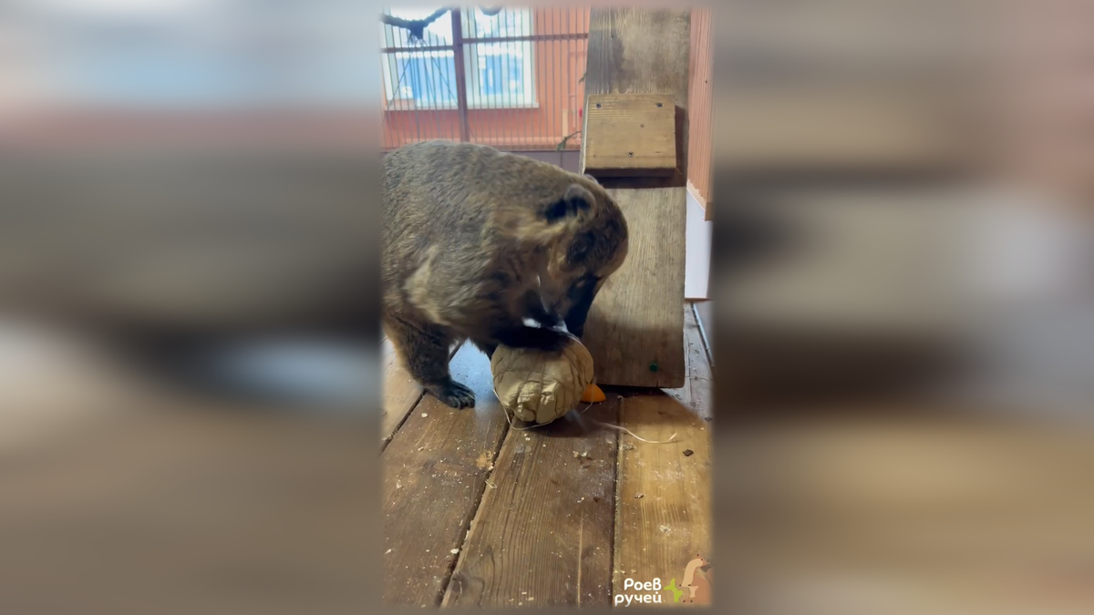     В красноярском зоопарке показали носуху-футболиста