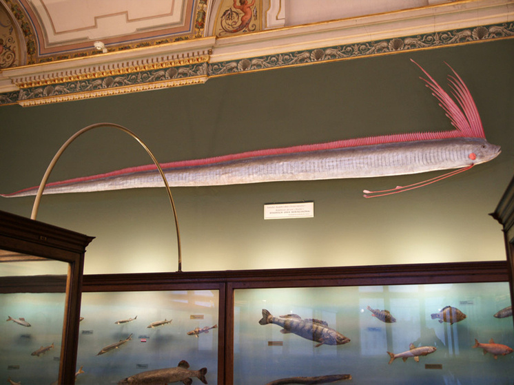 Фото: ru.wikipedia.org
