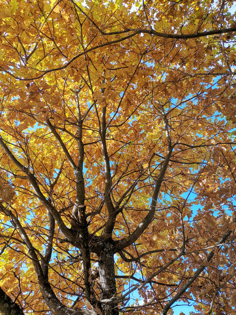 Родовое древо. Каждая отдельная ветвь - отдельный род. Каждая развилка - новое поколение.