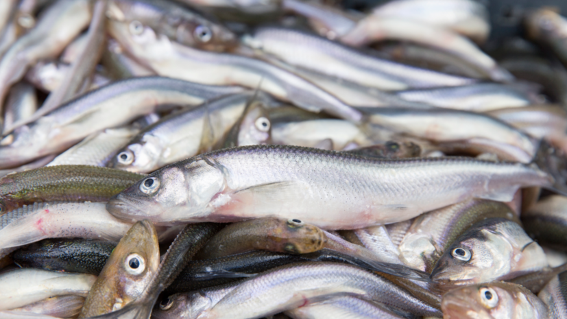   globallookpress.com Aleksey Smyshlyaev