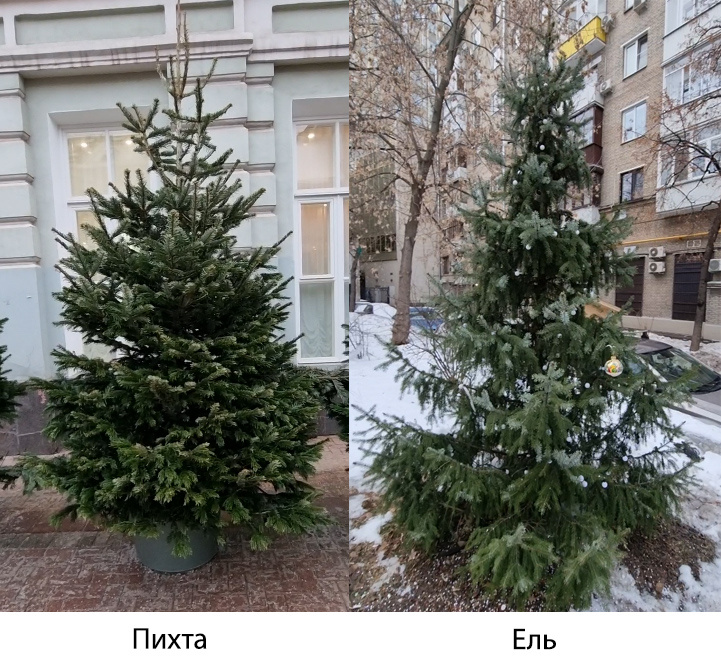 Идеальный габитус