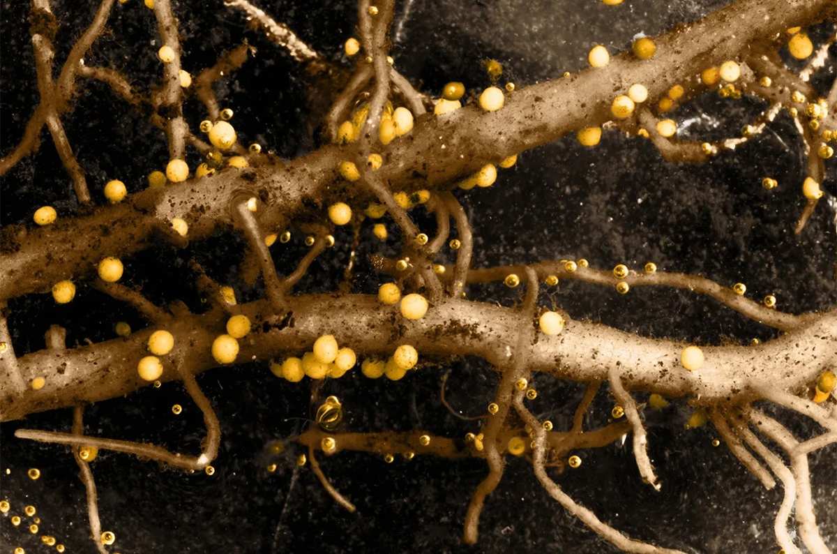 Так вот как выглядит настоящая скитлзтрянка! 