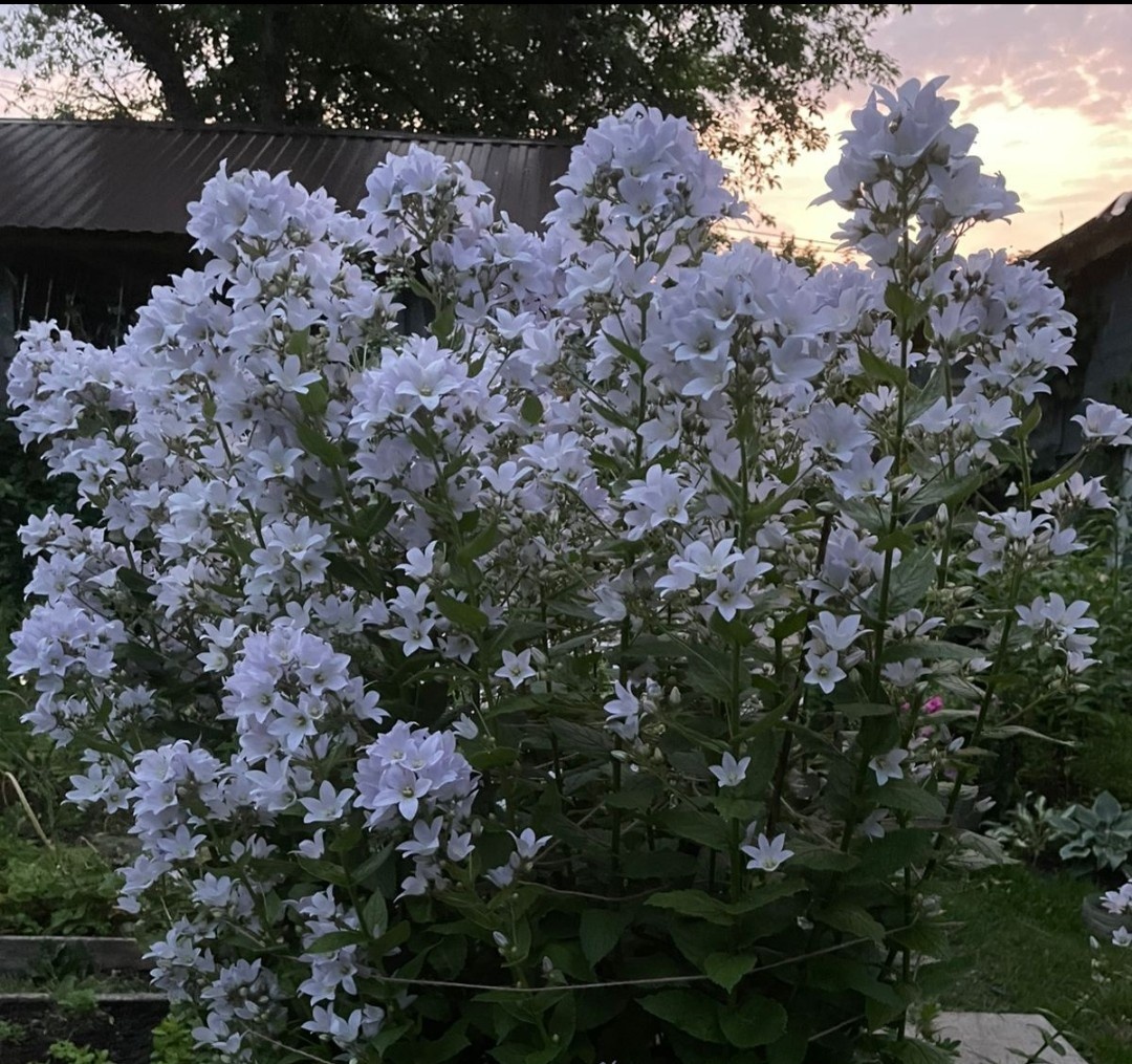 Колокольчик молочноцветковый белый 