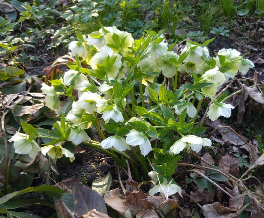 Морозник кавказскийй