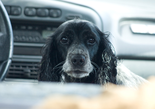 Бриджи. Прирожденная охранница.