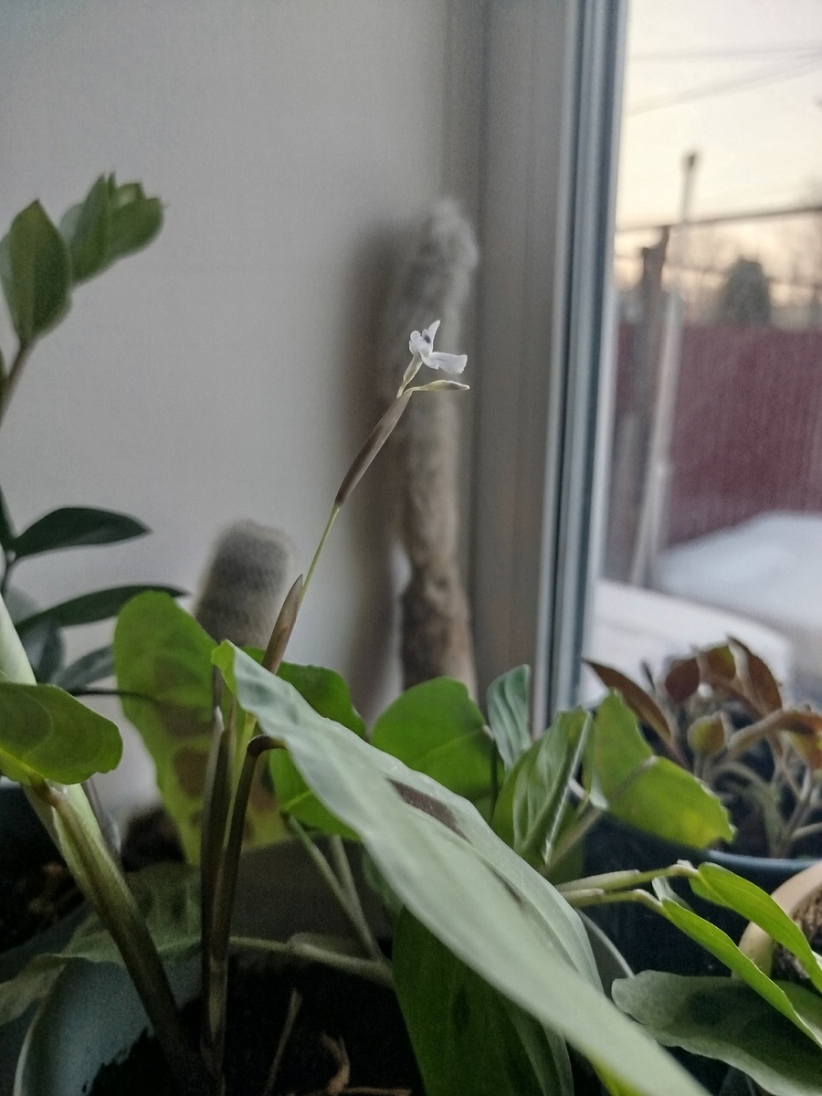 Маранта цветет