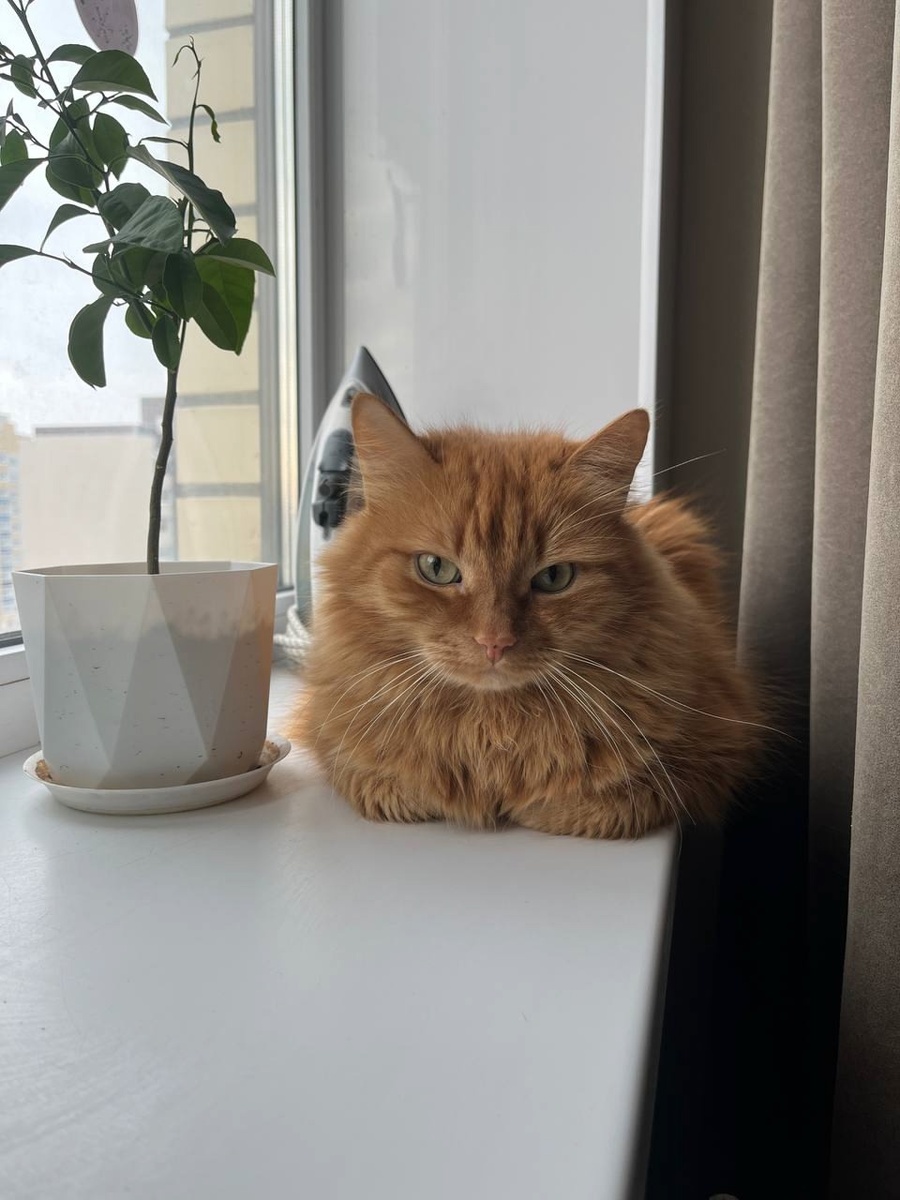 Кот Максим у дочери