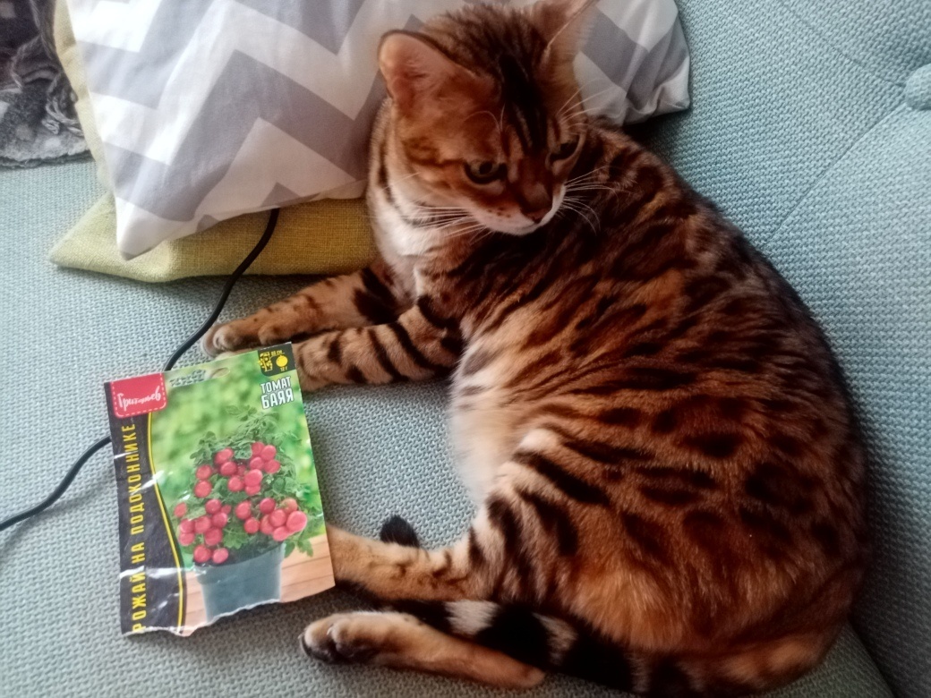 Старушка Ая и томат Баяя. Ая и Баяя. Так и живём. Фото автора.