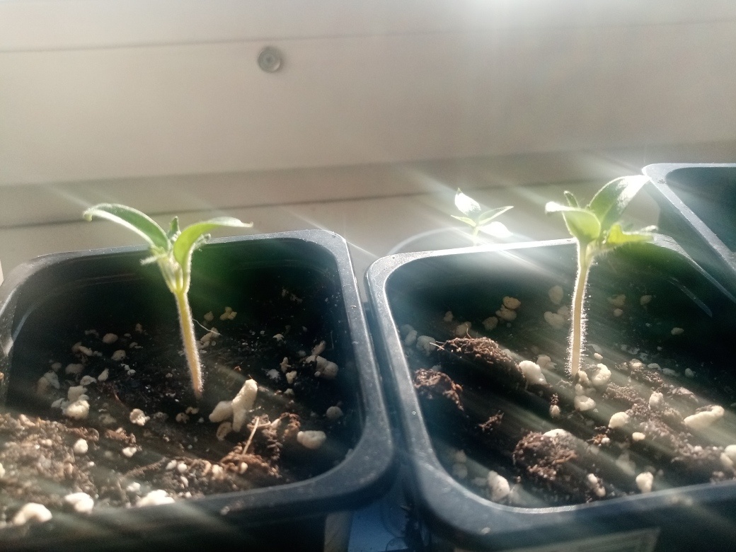 Видно же, что у меня растут имеено новогодние помидорки!