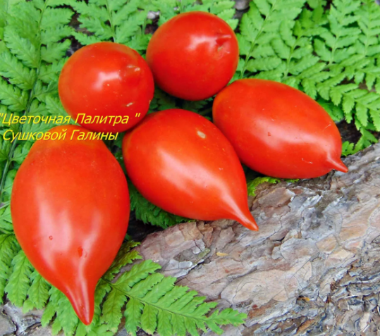 Легенда Тарасенко фото из нашего катлога 