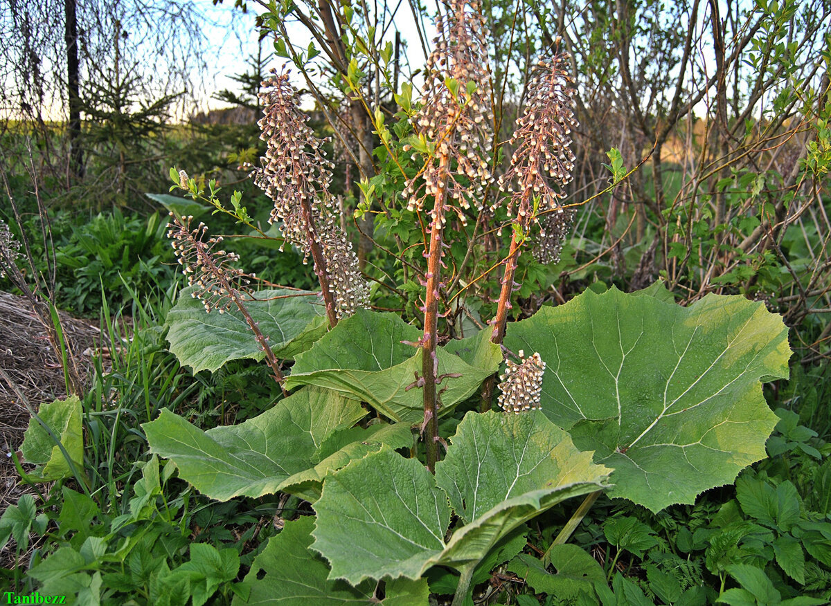 Какие растения способны справиться с сорняками
