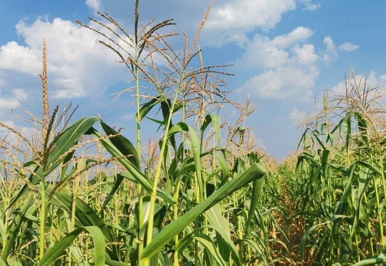    Биопестициды для защиты кукурузы от гусениц совки можно добывать из сорго