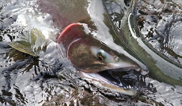    В России могут вырасти цены на лосось из-за изменений в рыболовном законодательстве