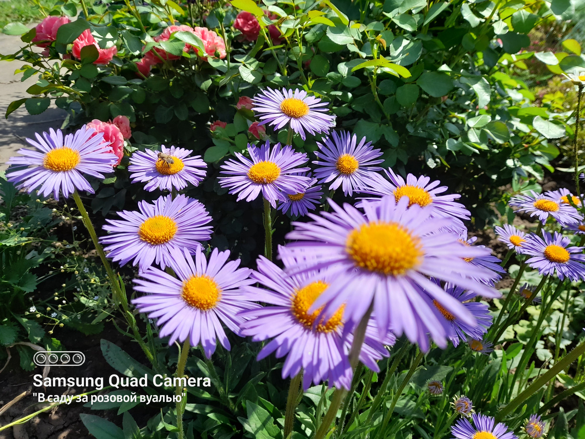 Астра альпийская (Aster alpinus) и роза Leonardo da Vinci, Meilland, 1993, флорибунда