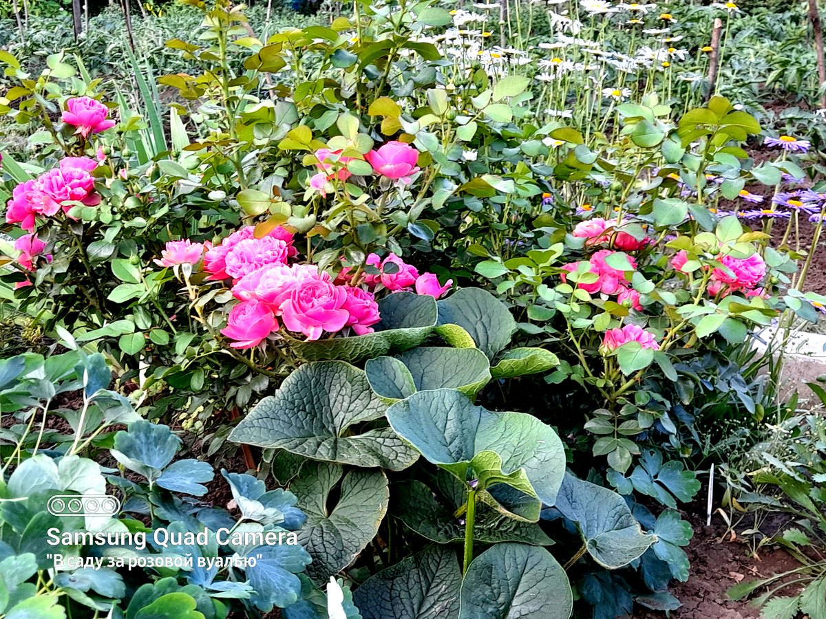 Бруннера широколистная и роза Leonardo da Vinci, Meilland, 1993, флорибунда