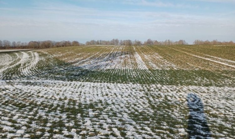    Перспективы перезимовки калининградских озимых под урожай 2025 оптимистичны